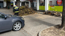 Dombóvár - kidőlt fa