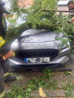 autóra dőlt fa