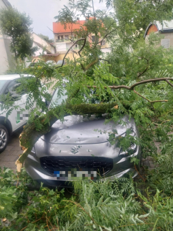 autóra dőlt fa