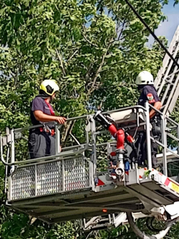  vezetékre dőlt fa