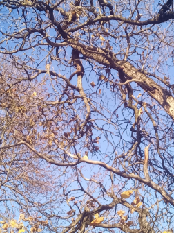 Újdombóvár - favágás