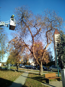 Újdombóvár - favágás