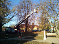 Újdombóvár - favágás