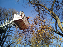 Újdombóvár - favágás