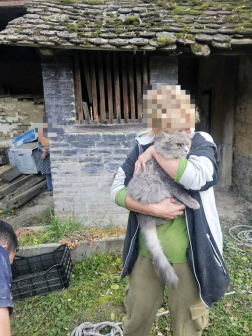 Nagyhajmás - macskamentés