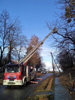 Lengyel - kidőlt fa