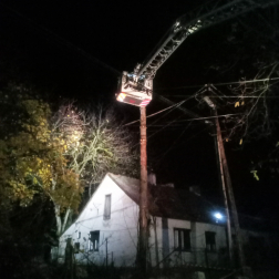 Lengyel - kidőlt fa