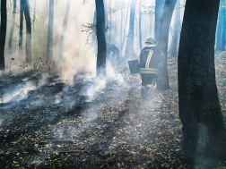 Gyulaj külterület - erdő aljnövényzete égett