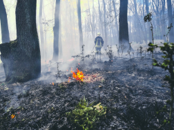 Gyulaj külterület - erdő aljnövényzete égett
