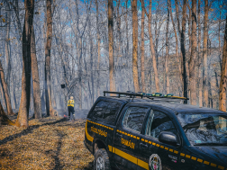 Gyulaj külterület - erdő aljnövényzete égett