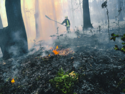 Gyulaj külterület - erdő aljnövényzete égett