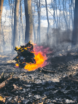 Gyulaj külterület - erdő aljnövényzete égett