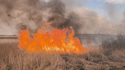 Tamási - nádas égett