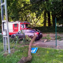 Dombóvár, Békepark - kidőlt fa