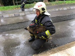 20210922 Szekszárd, Nefelejcs köz - vaddisznó mentés